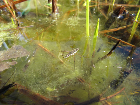 Zapatero (Gerris lacustris)