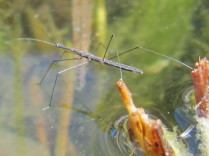 Chinche acuática (Hydrometra stagnorum)