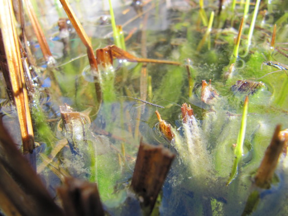 Chinche acuática (Hydrometra stagnorum)