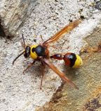 Avispa alfarera (Eumenes coarctatus
