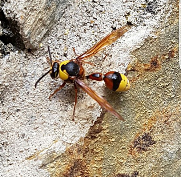Avispa alfarera (Eumenes coarctatus)