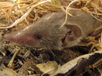 Musaraña (Crocidura russula)
