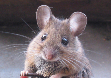 Ratón de campo (Apodemus sylvaticus)