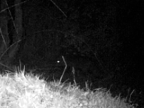Zorro común (Vulpes vulpes)