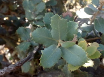 Quercus ilex