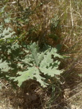 Quercus pyrenaica