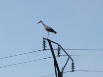 Cigüeña blanca (Ciconia ciconia)