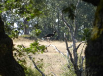 Cigüeña negra (Ciconia nigra)