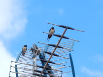 Golondrina común (Hirundo rustica)