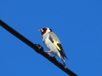 Jilguero (Carduelis carduelis)