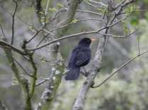 MIRLO COMÚN (Turdus merula)