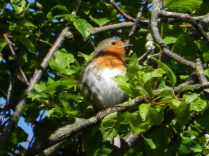 Petirrojo europeo (Erithacus rubecula)