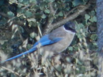 Rabilargo (Cyanopica cyanus)