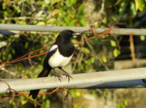 Urraca (Pica pica)