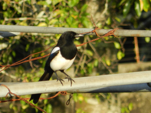 Urraca (Pica pica)