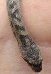 Coronella girondica