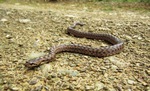 Coronella girondica