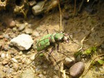 Cicindela común