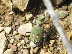 Cicindela común