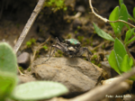 Cicindela común