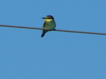 Abejaruco europeo