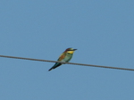 Abejaruco europeo