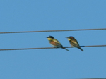 Abejaruco europeo