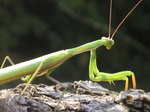 Mantis religiosa