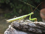 Mantis religiosa