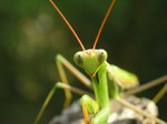 Mantis religiosa