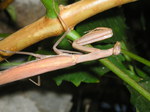 Mantis religiosa