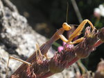 Mantis religiosa