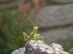 Mantis religiosa