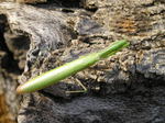 Mantis religiosa