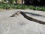 Culebra bastarda o de Montpellier