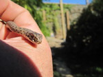Culebra bastarda o de Montpellier