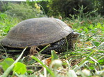 Galápago europeo