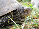 Galápago europeo