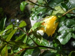 Rana de San Antón