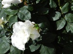 Rana de San Antón