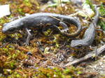 Tritón Ibérico