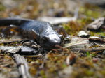 Tritón Ibérico