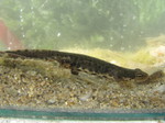 Tritón Ibérico