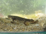 Tritón Ibérico