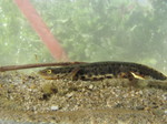 Tritón Ibérico