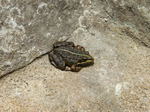 Rana verde ibérica