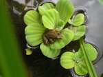 Rana verde ibérica
