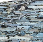 Culebra de escalera