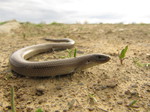 Eslizón tridáctilo