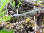 Lagarto ocelado